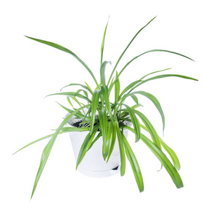 吊兰在花盆里Chlorophytum dans pot de fleurs