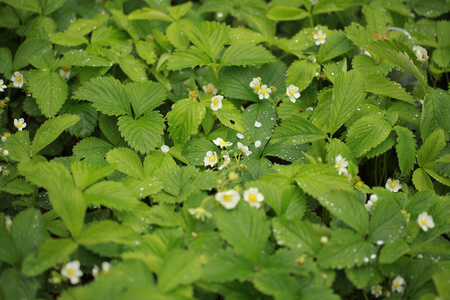 草莓花雨滴叶