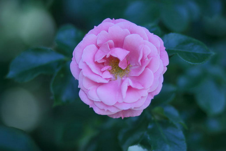 原始森林中美丽的花朵