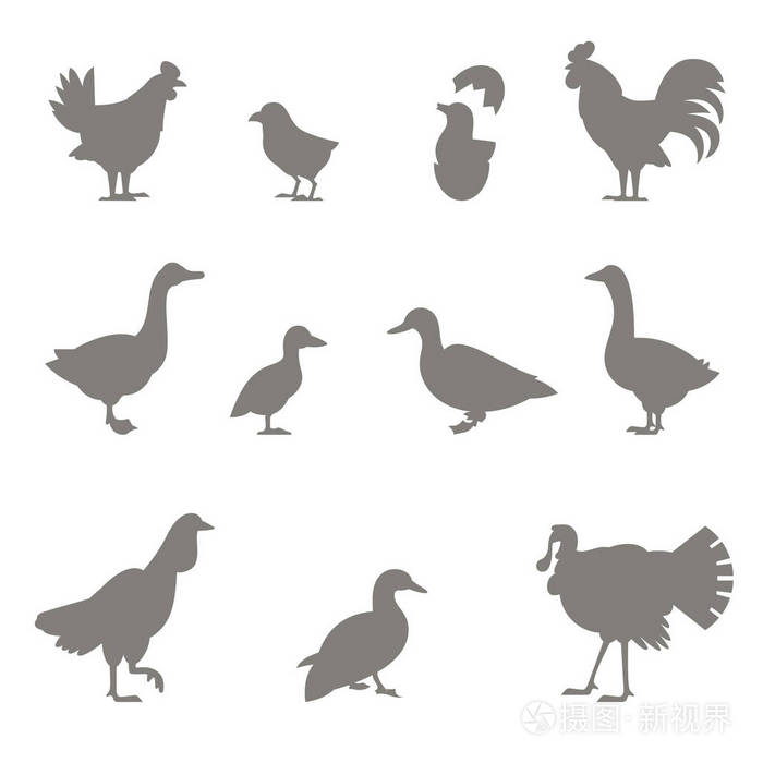 农场动物.鸡的剪影