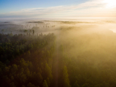 无人机图像。鸟瞰的早晨雾在绿色的森林