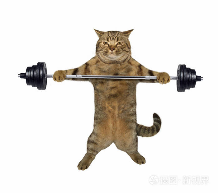 猫咪举重运动员1