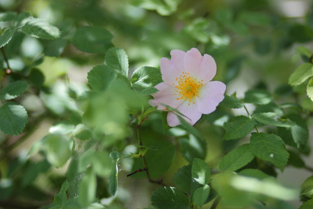 原始森林中美丽的花朵