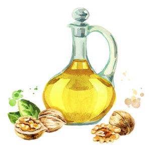 核桃的天然油.手绘插画照片