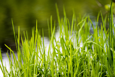 春天第一新鲜绿草在阳光下一滴 de照片