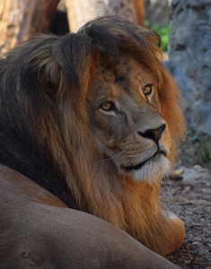 关闭了休息的非洲狮的肖像