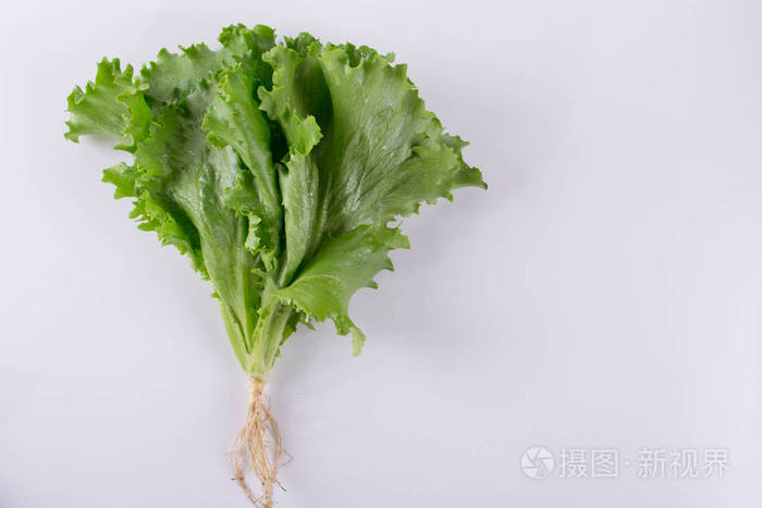 与根孤立的新鲜生菜