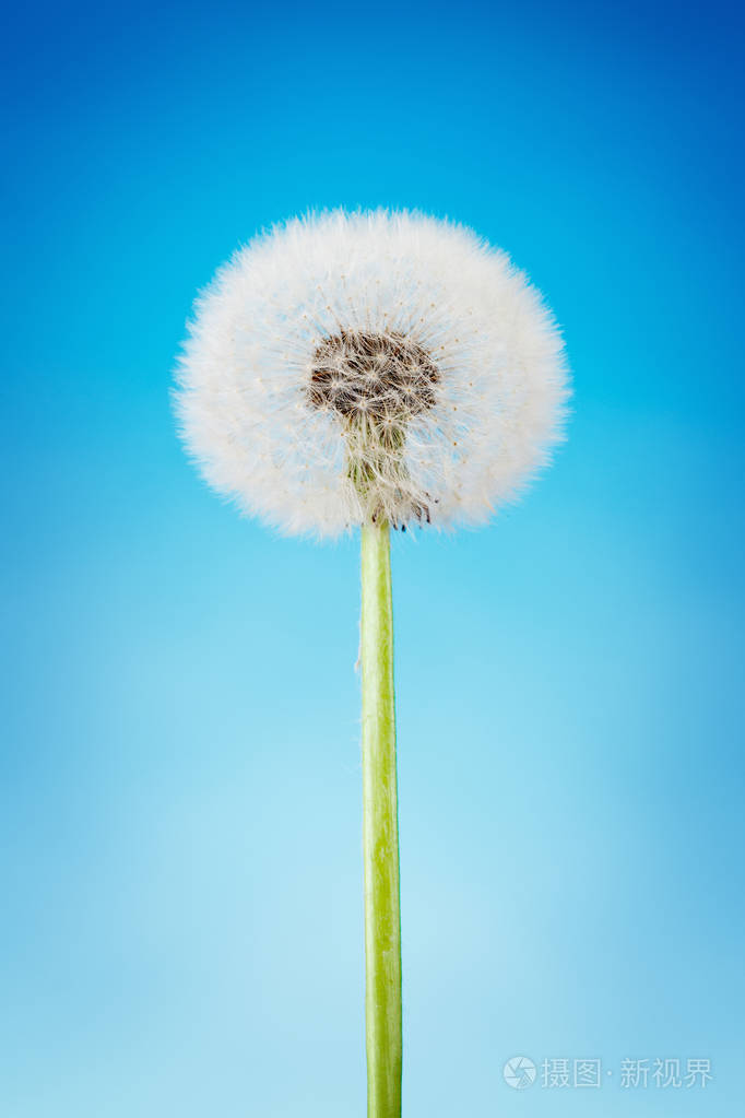 蒲公英特写在蔚蓝的天空