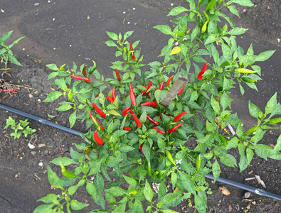 红辣椒在植物