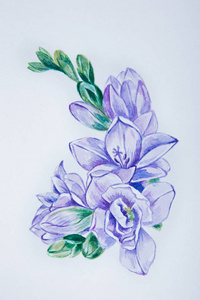 美丽的紫色小苍兰白色背景上的一幅素描
