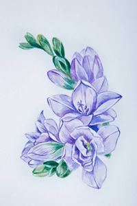 美丽的紫色小苍兰白色背景上的一幅素描照片