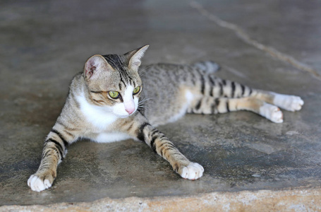 泰国的可爱猫咪图片