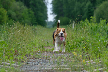 在森林铁路上散步比格犬