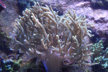 海洋水族馆背景