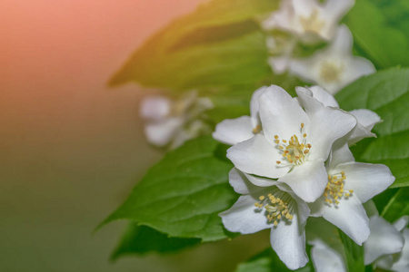 白色茉莉花分支微妙的春天的花朵