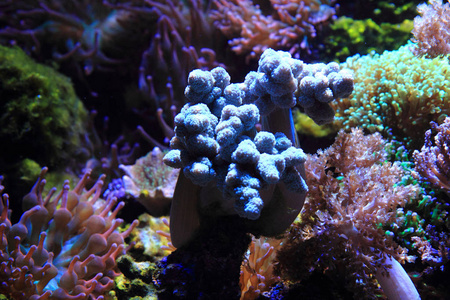 海洋水族馆背景