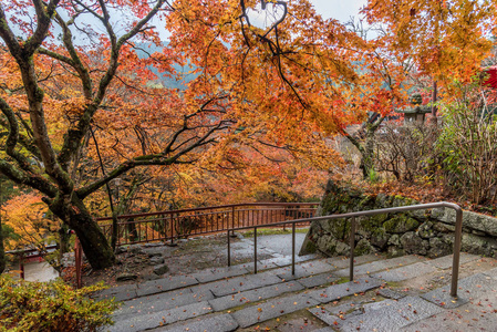 在秋天从山中幽静的森林走楼梯图片