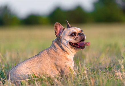 法国斗牛犬的照片