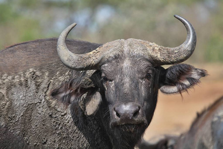 水牛在干旱的自然栖息地, 野生非洲, dangereous 动物, 马赛马拉在肯尼亚