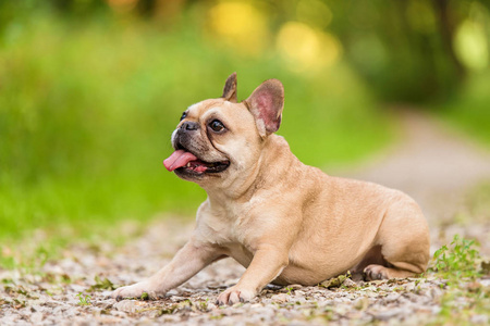 法国斗牛犬的照片