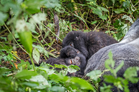 婴儿的山地大猩猩躺在草地上