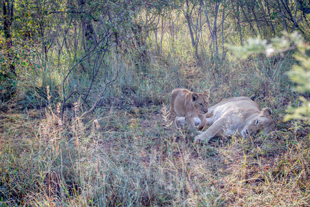 狮子和妈妈在草地上