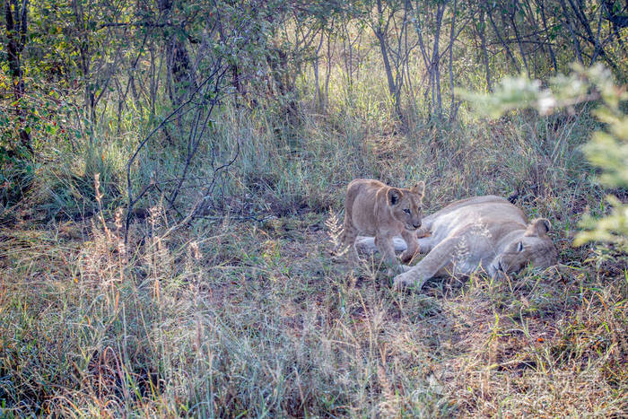 狮子和妈妈在草地上