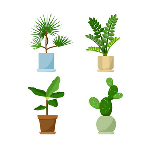 金钱树盆栽图片-金钱树盆栽素材-金钱树盆栽插画-摄图新视界