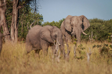 两只大象在草地上吃