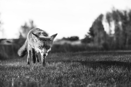 红狐狸附近希茨海尔斯图片