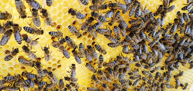 主题养蜂场