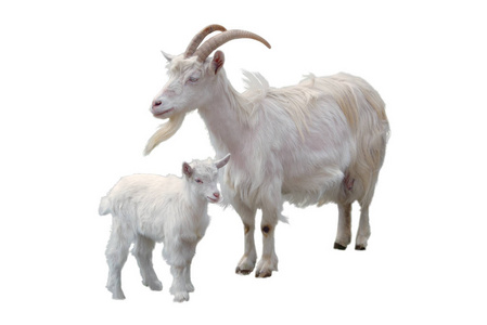 母山羊和她的孩子山羊保姆和孩子山羊保姆和孩子山羊妈妈和孩子可爱的