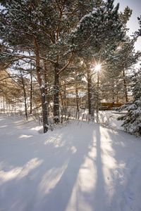 在雪中的树木覆盖景观