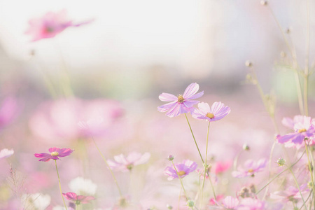 粉红色的宇宙朵鲜花，盛开在字段中
