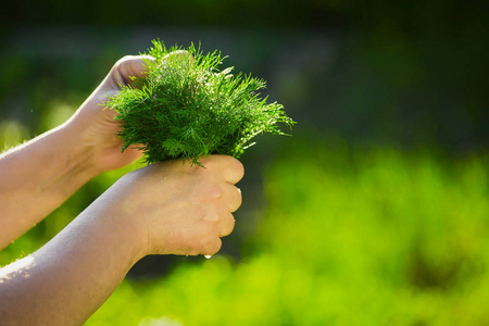 水洗蔬菜一个农民手拿着一束新鲜的绿色莳萝水洗绿色背景上的特写镜头
