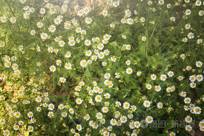 美丽洋甘菊花