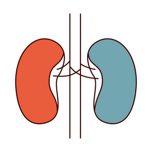 颜色部分简单轮廓肾系统的人体图片