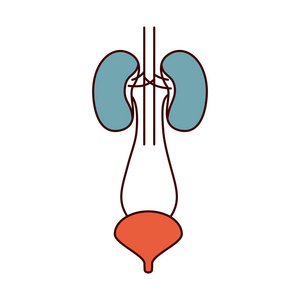 颜色部分简单轮廓肾系统与尿道