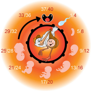 多彩的怀孕日历