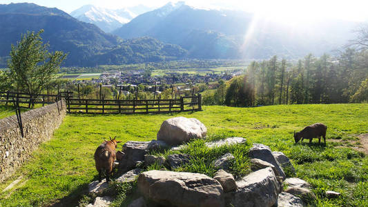 山羊在瑞士阿尔卑斯山