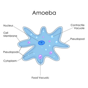 教育的生物学阿米巴图