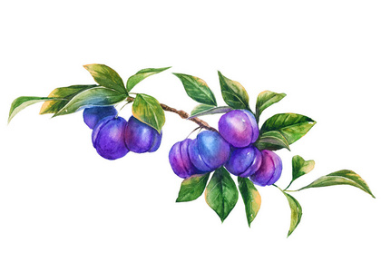 成熟的李子,白色背景上的水彩夏天分支照片
