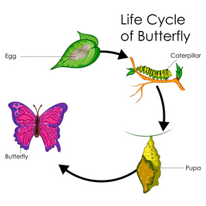 教育的生物学生命周期的蝴蝶图图