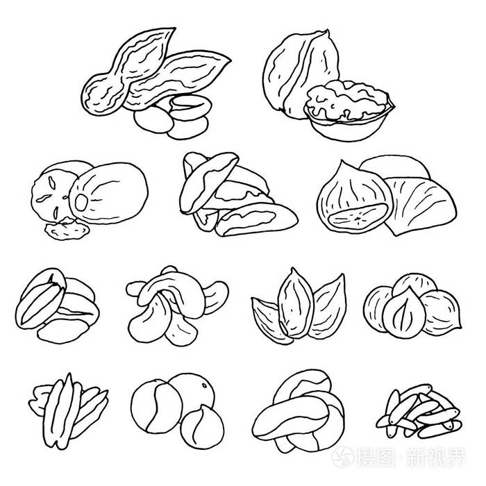 手工绘制的坚果插画-正版商用图片0u58pc-摄图新视界