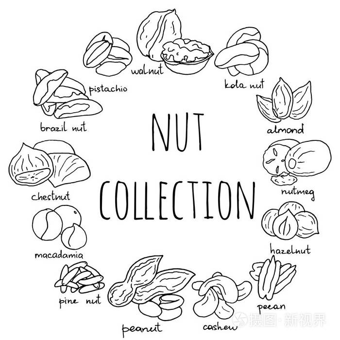 手工绘制的坚果