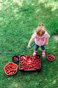 小女孩洗草莓