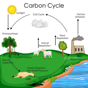 教育的生物碳循环图的图表图片