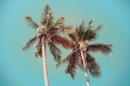 复古椰子棕榈树与蓝天背景图片