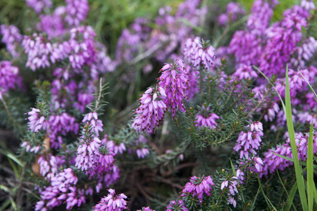 作为背景或卡紫色石楠开花的石楠花关闭蒙古野马盛开的石楠花巴德兰