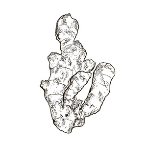 姜的素描.收获生姜根设置在黑色孤立的白色背景.